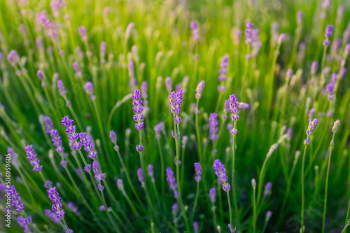 Lavender and green grass during sunset. A field of lavender. Plants for aroma...