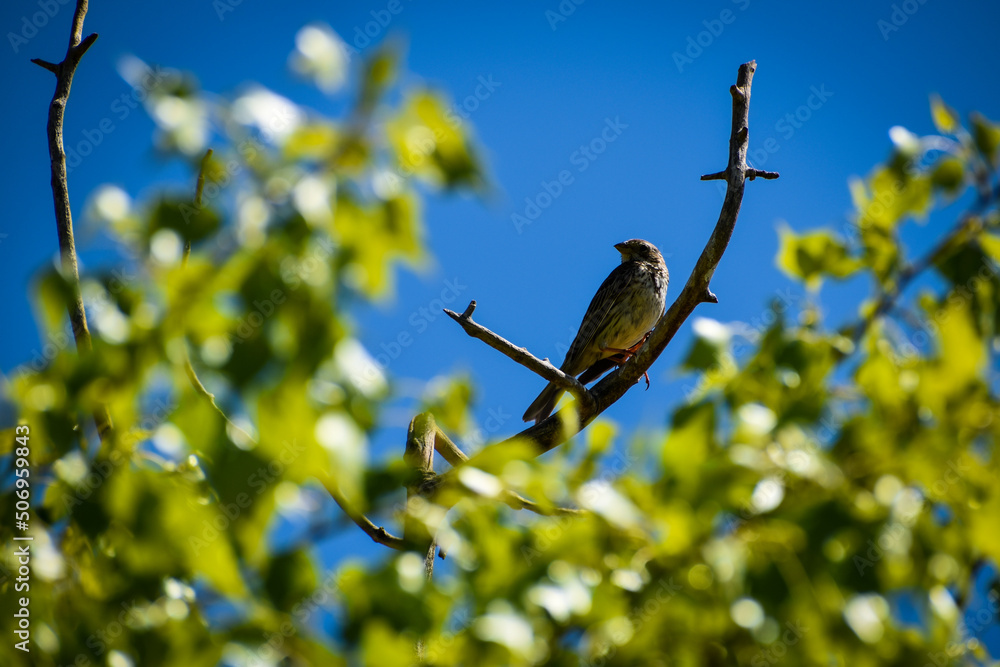 Obraz premium Pajaro