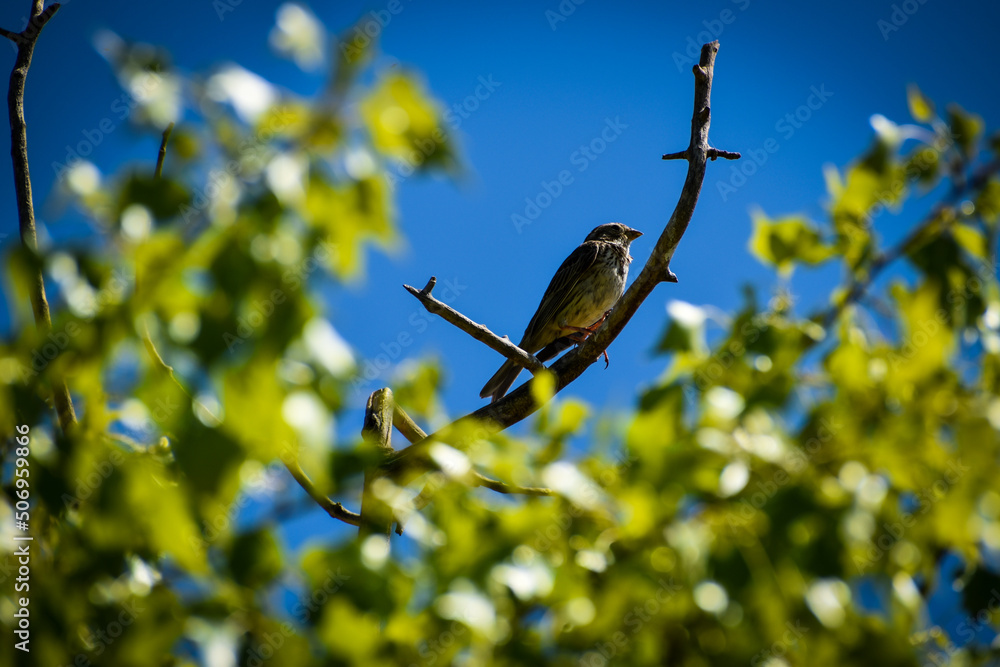 Pajaro