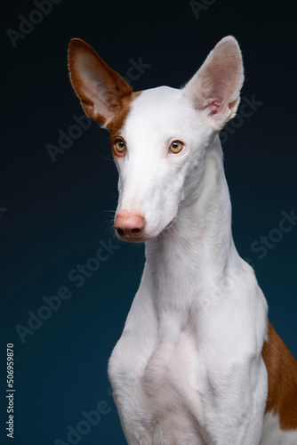 dog on blue background in the studio. portrait spanish greyhound, podenko ibitsenko