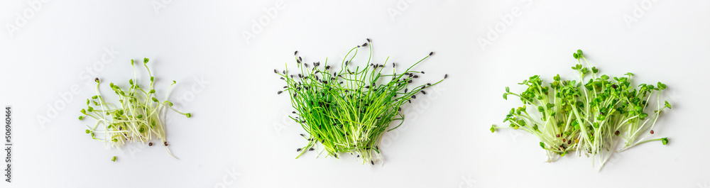 Set of micro greens on white background. Growing swede, chives and mustard. - obrazy, fototapety, plakaty 