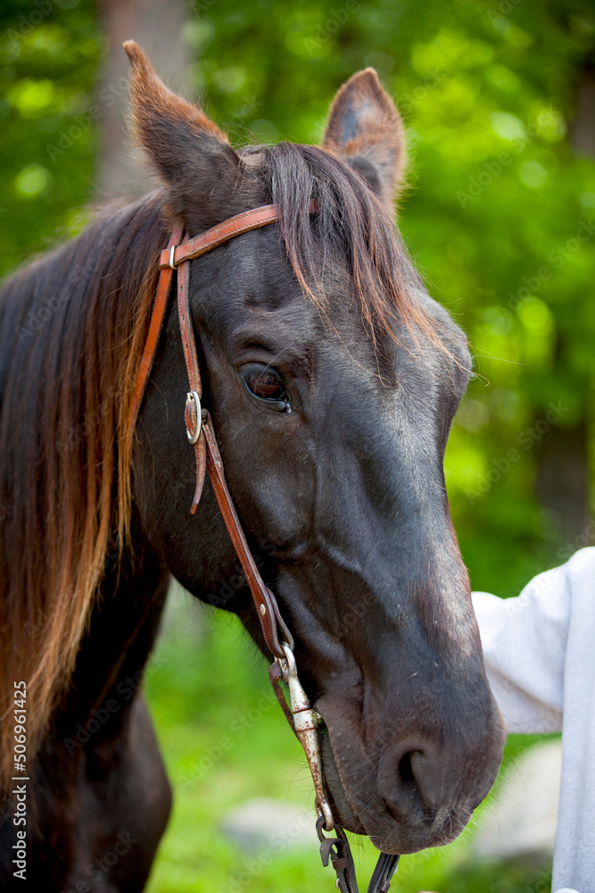A horse with a bridle and bit, ready for riding. A horse with a bridle and bit, ready for riding.