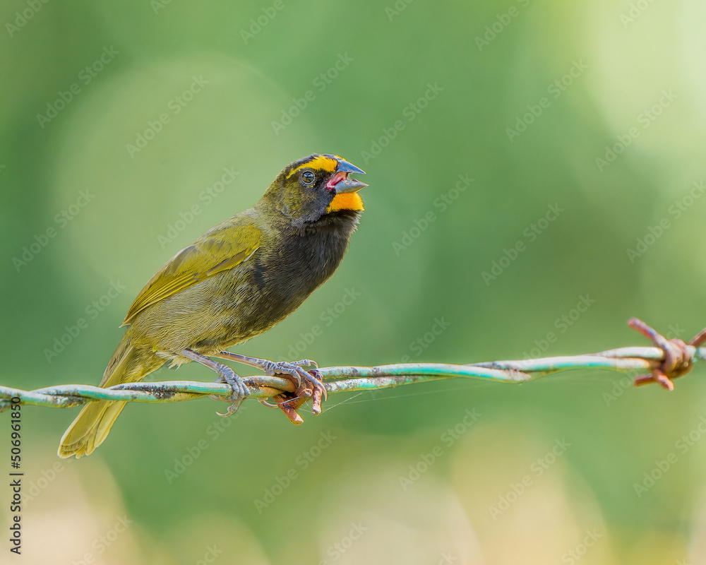Fototapeta premium Yellow-faced Grassquit perched on a barbed wire fence in Costa Rica