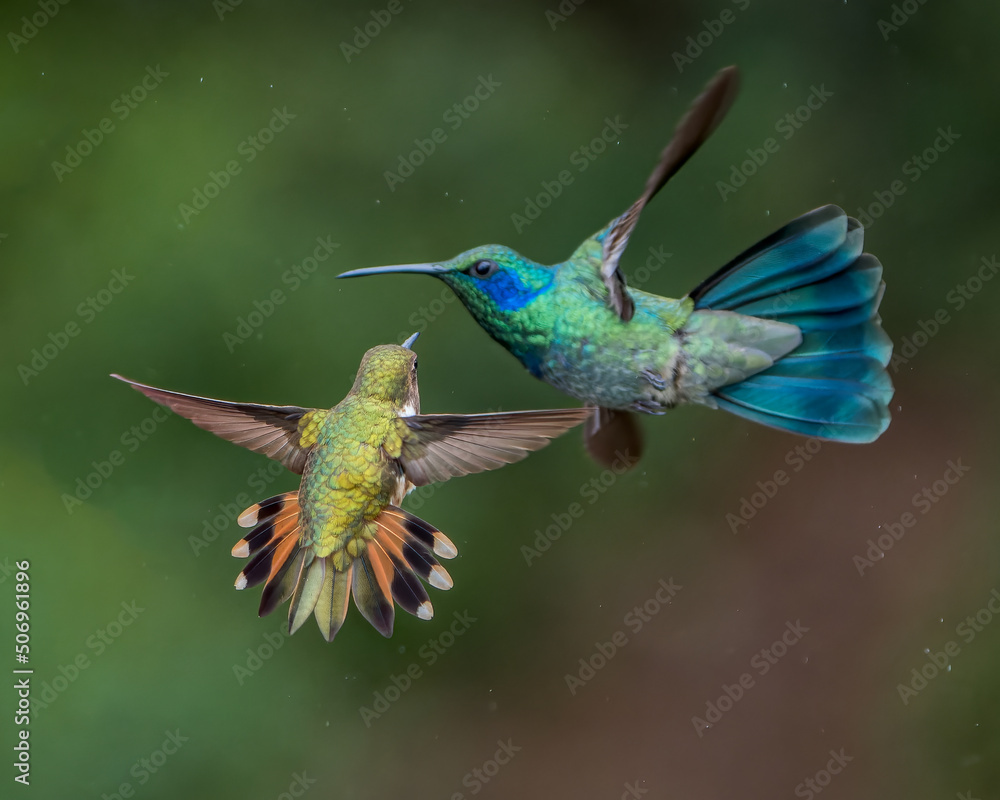 Female Volcano Hummingbird fighting with a Lesser Violetear in the highlands of Costa Rica