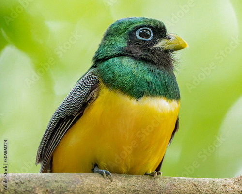 Black-throated Trogon perched on a branch in Corcovado National Park in Costa Rica