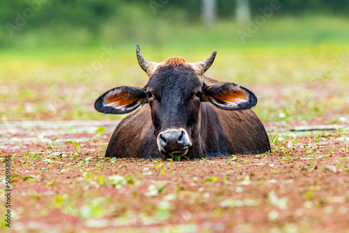 Aquatic Cow Wading in wetlands in the Caño Negro wildlife refuge in Costa Rica