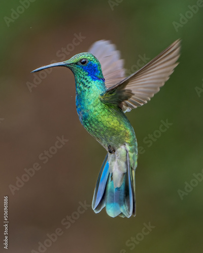 Lesser Violetear endemic hummingbird of Costa Rica dancing in flight
