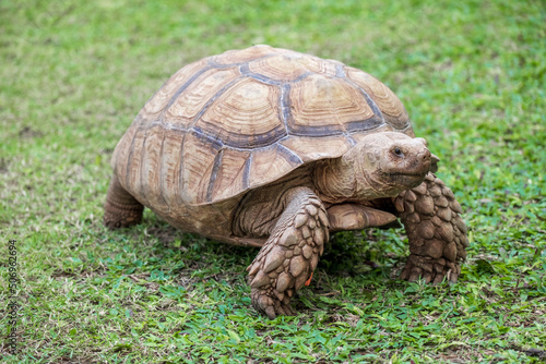 eup African Spurred Tortoise (Geochelone sulcata) seen of detail and walking on grass in the zoo