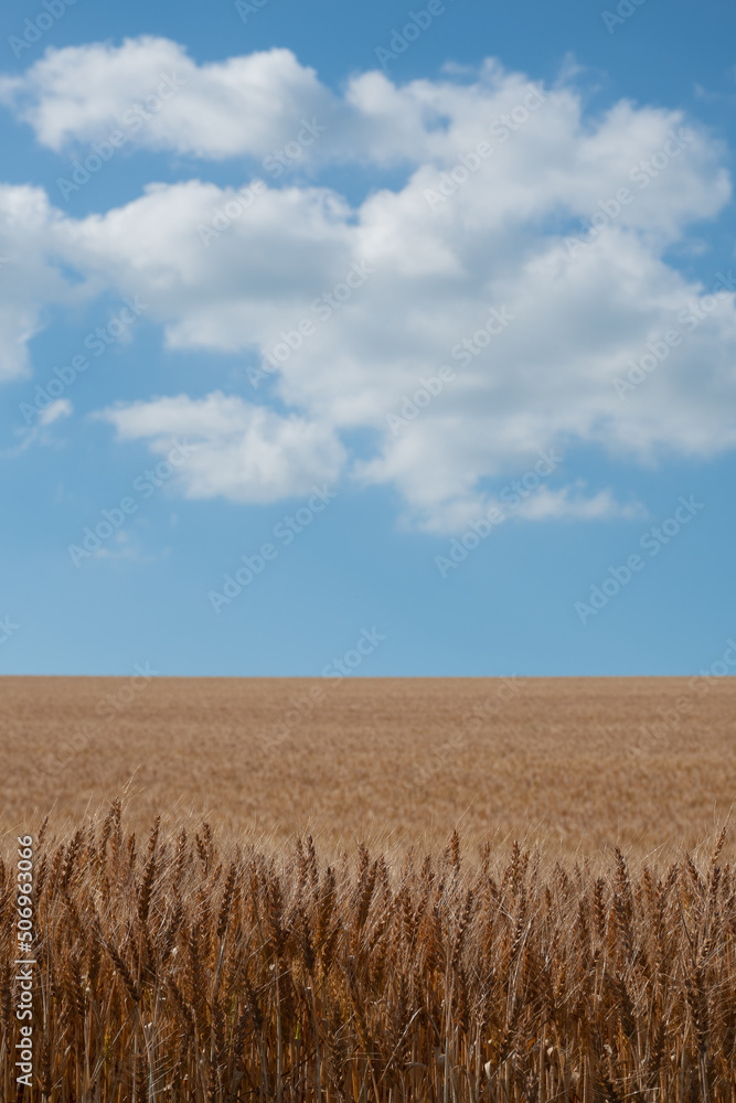 黄金色の麦畑と青空
