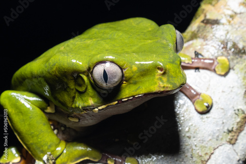 The Kambo frog secretes a highly toxic substance to defend itself against predators. In the Amazon, various indigenous tribes use the poison of this frog as part of their customs. photo