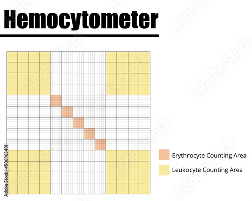 Hemocytometer or Neubauer chamber for erythrocytes and leukocytes counting