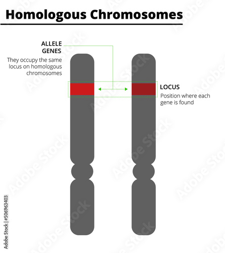 Homologous chromosomes, with allele genes on the same locus. Vector illustration.