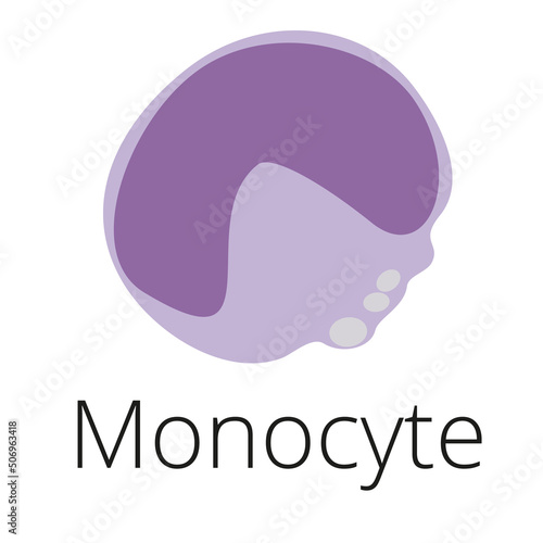 Monocyte, a white blood cell, illustration. Phagocytic activity, inflammation, vacuoles, agranulocyte, mononuclear. Vector illustration photo