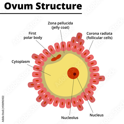 Ovum Structure. Morphology of the ovule. Vector illustration.