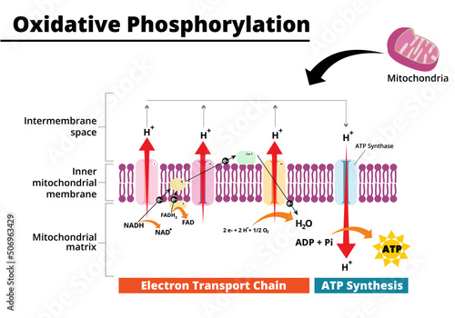 Oxidative phosphorylation process. Electron transport chain. Vector illustration.