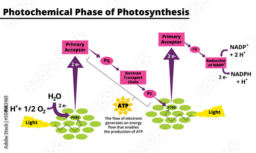 Photochemical phase of photosynthesis. Biological vector illustration diagram scheme. Conversion of light, water, carbon dioxide, oxygen and sugars.