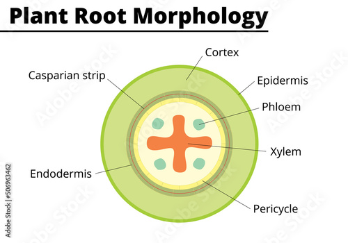 Plant root morphology. Structures presents on a vegetable root. Vector illustration. photo
