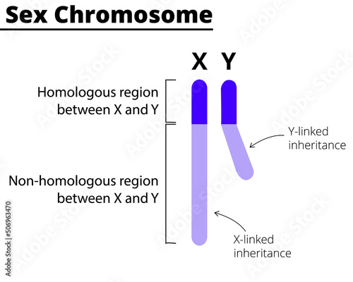 X and Y chromosomes on a white background. X-linked and Y-linked inheritance. Vector illustration.