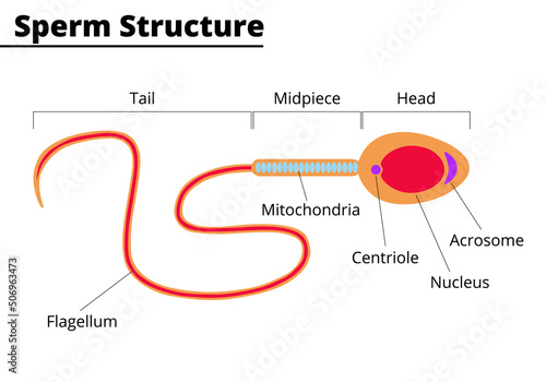 Sperm cell. Morphological structure of spermatozoon. Vector illustration.