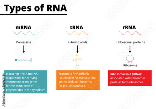 Types of RNA: messenger RNA (mRNA), transport RNA (tRNA), ribosomal RNA (rRNA). Vector illustration. photo