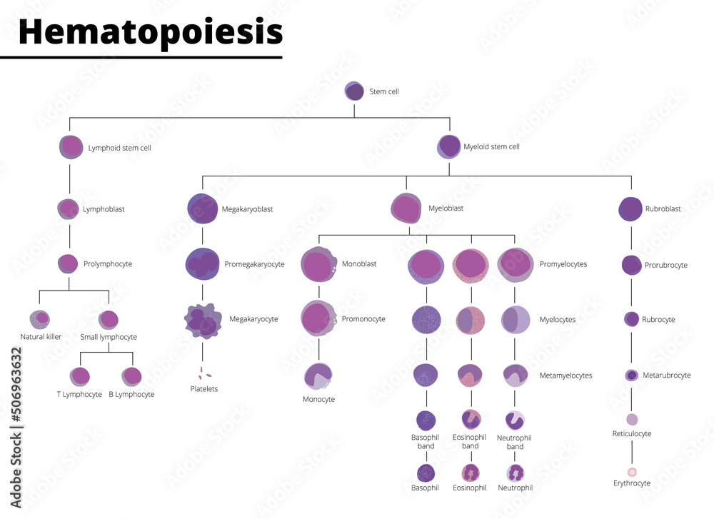 Hematopoiesis Differentiation Of Blood Cell Types Infographic Stem Cell Derived Blood Cells And Hematopoiesis Differentiation Of Blood Cell Types Infographic Stem Cell Derived Blood Cells And