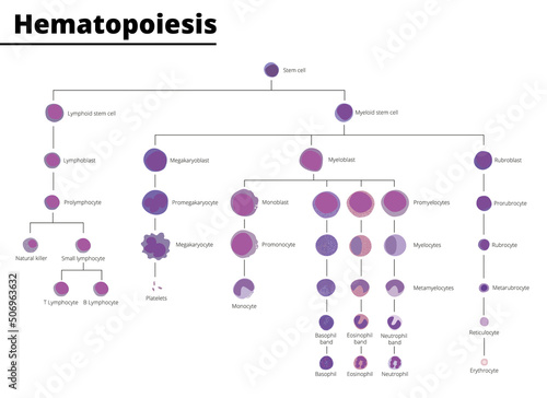 Hematopoiesis differentiation of blood cell types infographic stem cell derived blood cells and immune cells. Vector illustration. photo