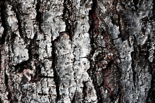 The bark is dry and naturally cracked for the background.