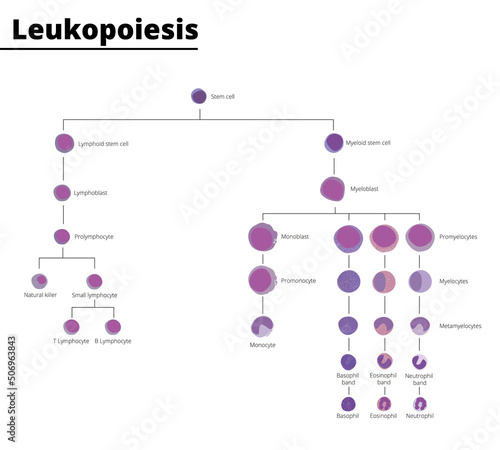 Leukopoiesis differentiation of blood cell infographic stem cell derived blood cells leukocytes. Vector illustration. photo