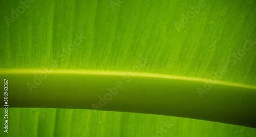 green leaves natural background wallpaper  texture of leaf  leaves with space for text  