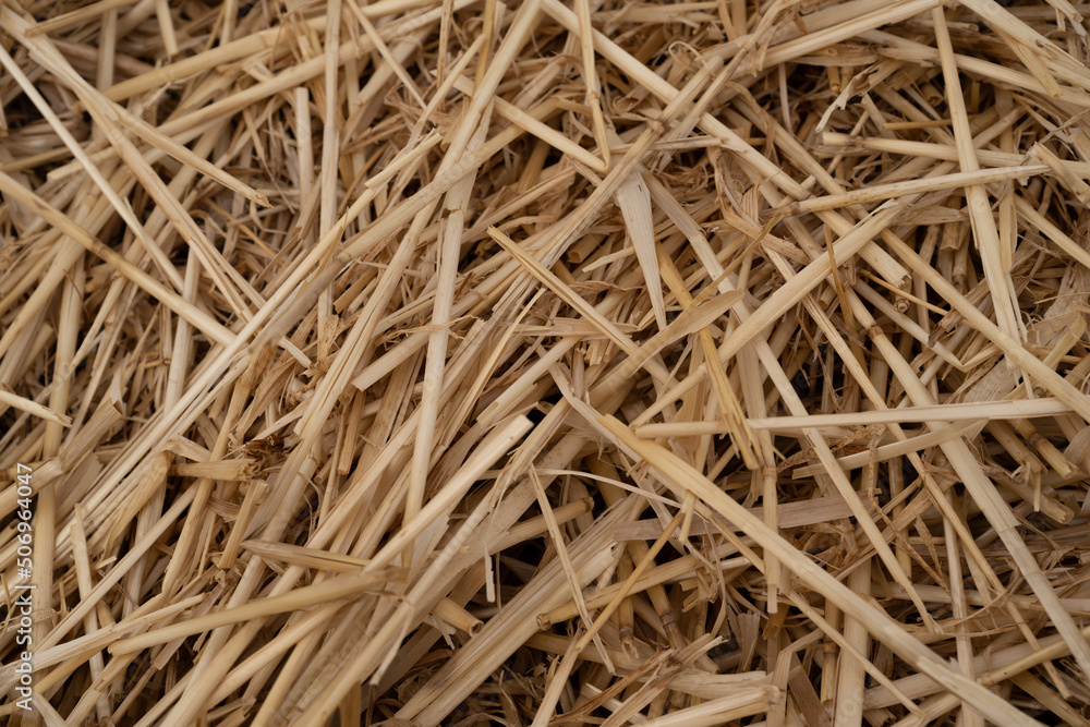 paille de blé sec paille de blé sec