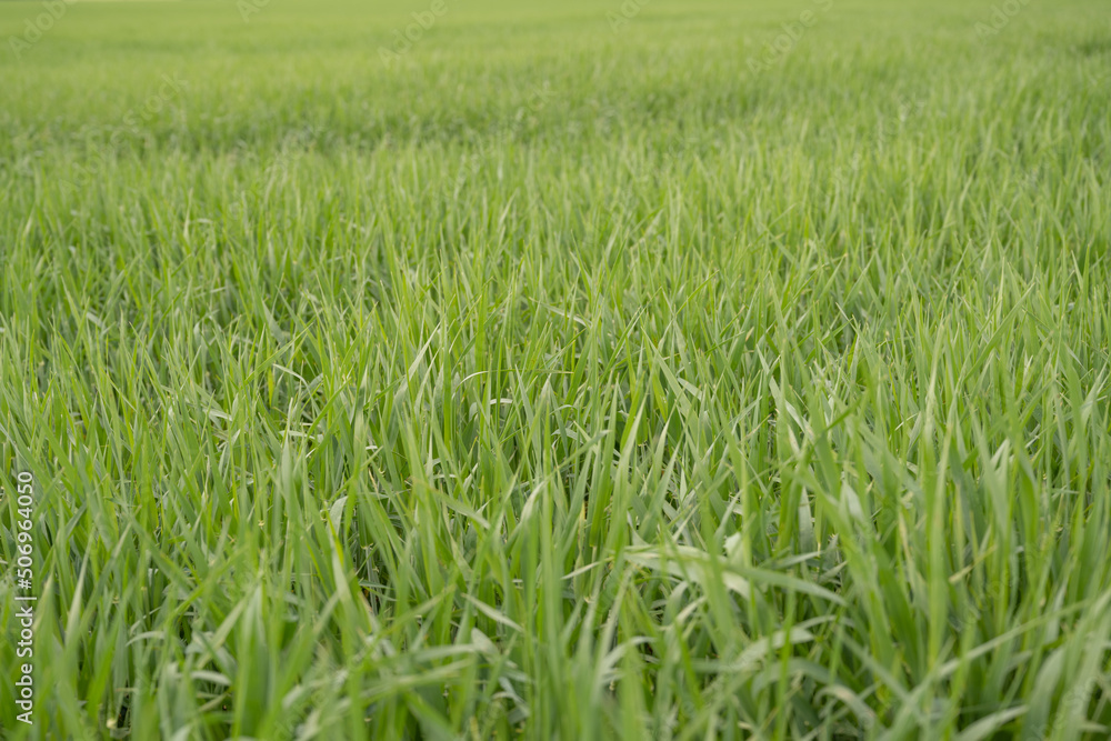 pousses de blés dans un champs pousses de blés dans un champs