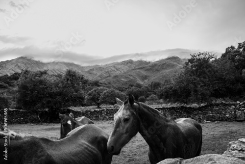 horses in the mountains, Traslasierra (Argentina) photo