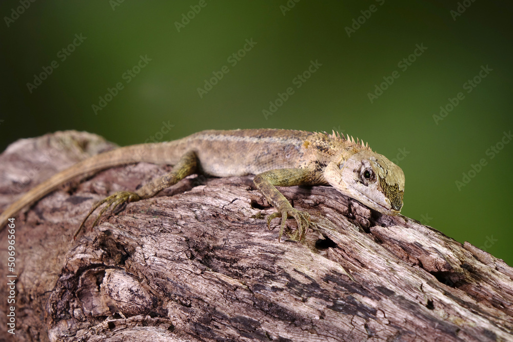 Common garden lizard molting on the tree during summer season. Selective focus with copy space Common garden lizard molting on the tree during summer season. Selective focus with copy space