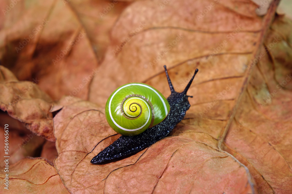 Cuban snail (Polymita picta) world most beautiful land snails from Cuba