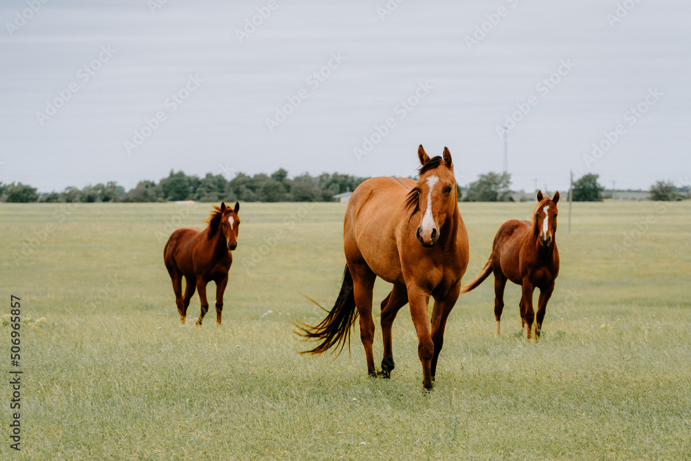 two horses grazing in a field two horses grazing in a field