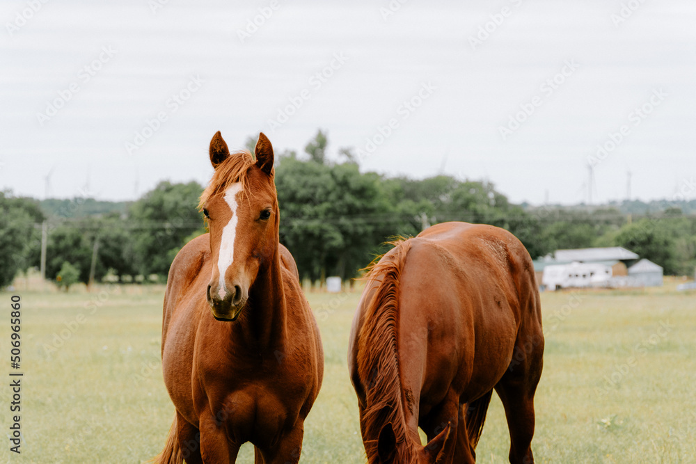 horse in the field horse in the field