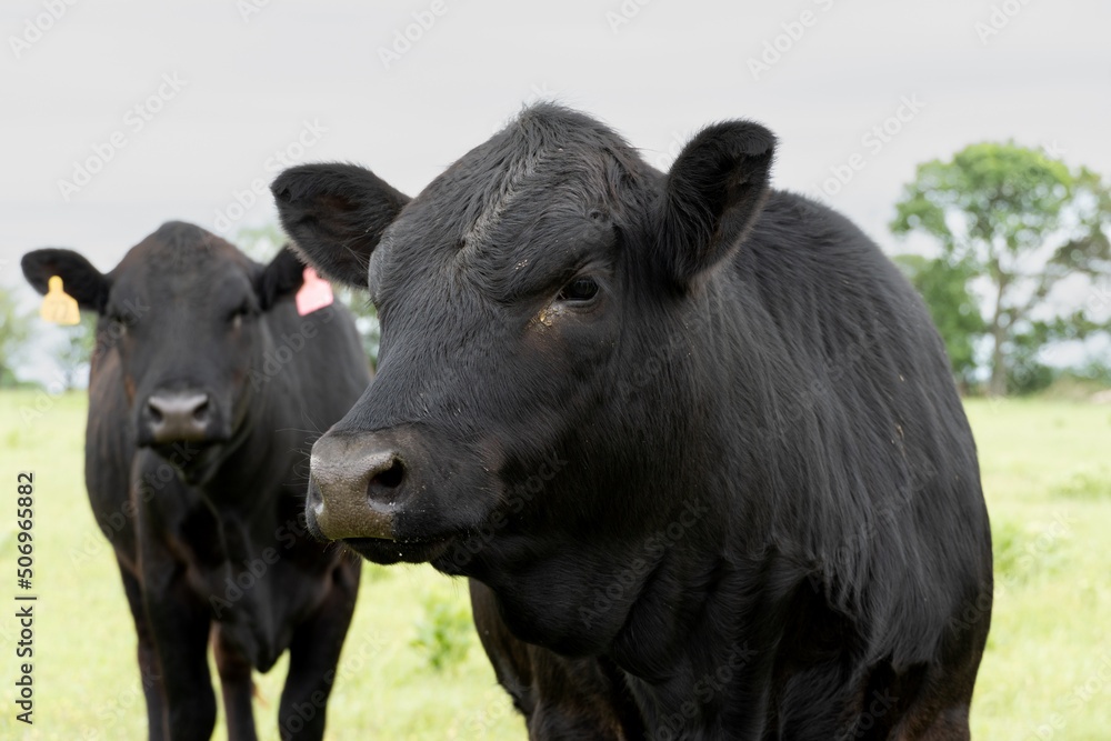 cows in the field