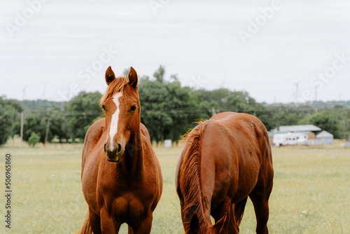 horse in the field © Garrett