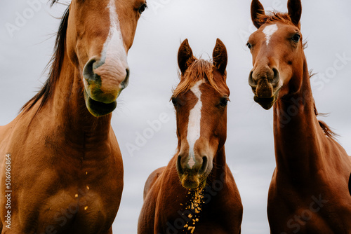 Fotobehang brown horses and feed