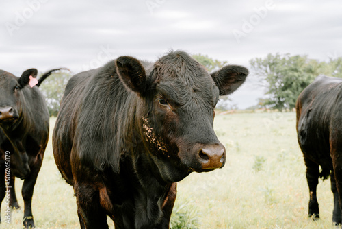Fototapeta Naklejka Na Ścianę i Meble -  cows in the field