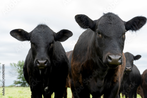 cows in a field
