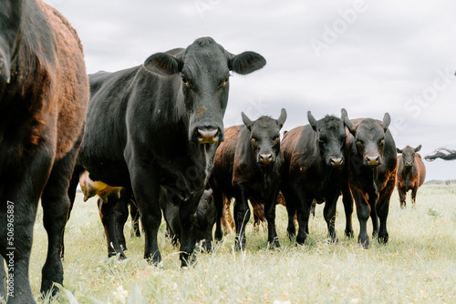 herd of cows