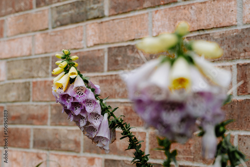 flowers on a wall