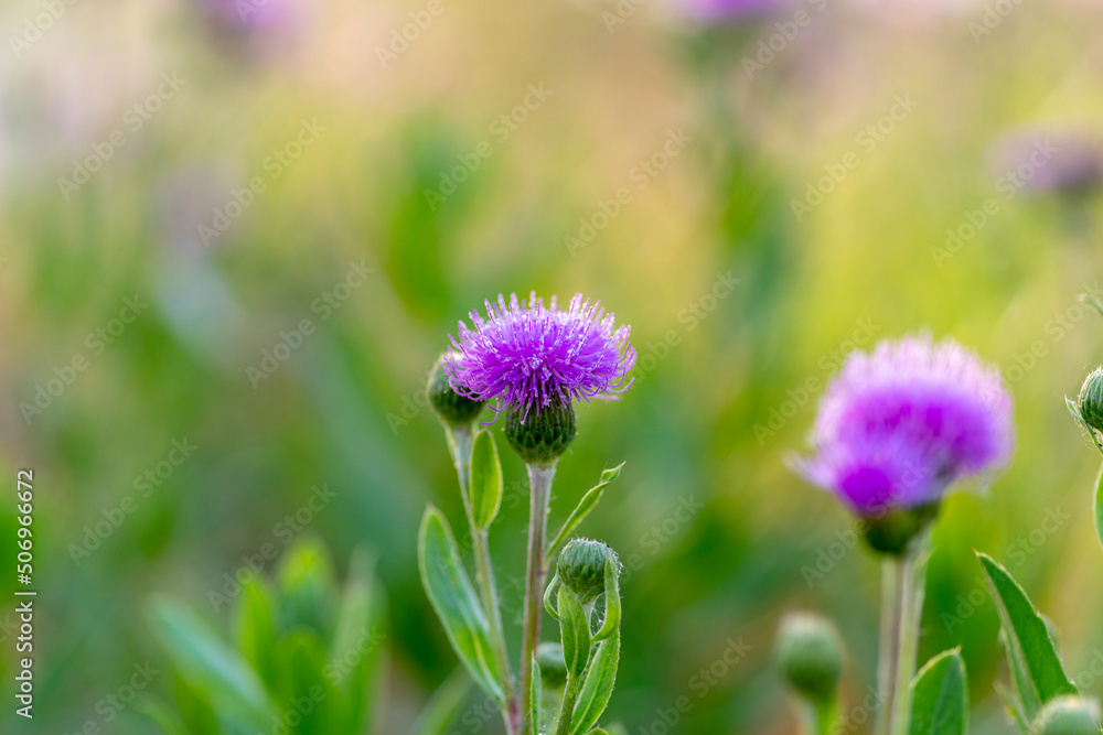 thistle on colorful bokeh background. thistle on colorful bokeh background.