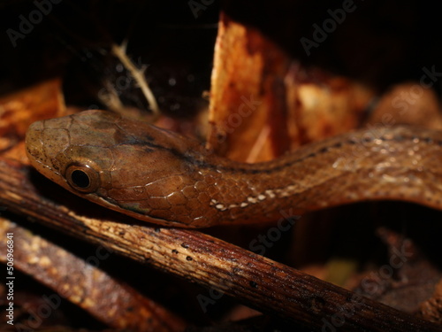 Close-up on tropical snake Coniophanes fissidens photo