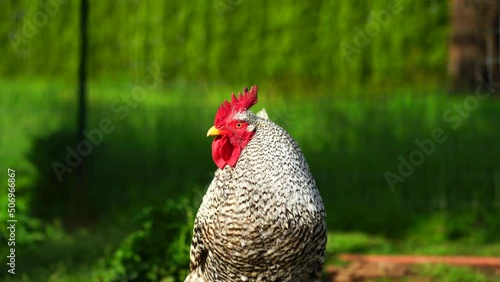 rooster crowing on the farm