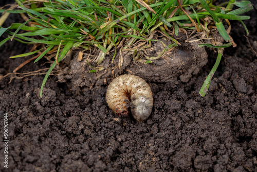 White lawn grub in soil with grass. Lawncare, insect and pest control concept. photo