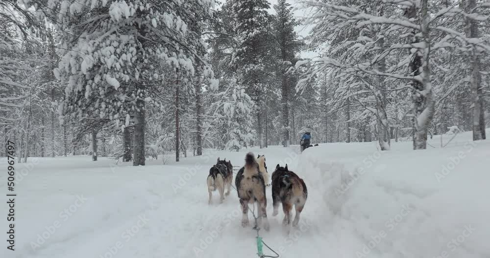 Dog sled ride in winter arctic forest Dog sled ride in winter arctic forest