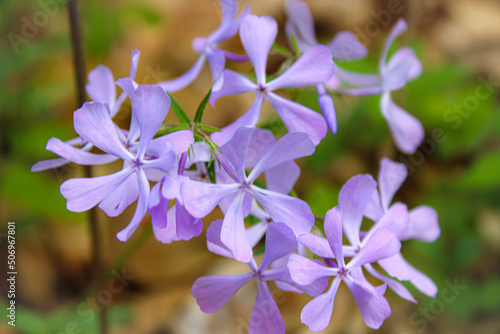 flowers in the garden