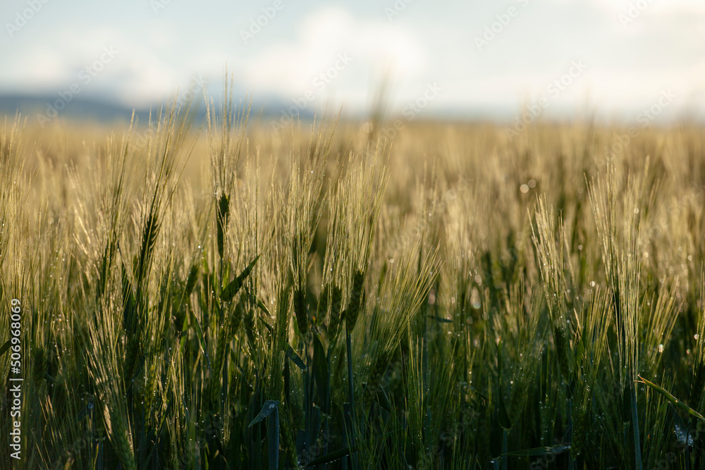 Wheat ears at field. Wheatear agriculture growing, cereal farming, natural countryside, climat change, hunger concept food industry background Wheat ears at field. Wheatear agriculture growing, cereal farming, natural countryside, climat change, hunger concept food industry background